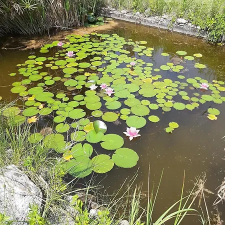 In Sant'erasmo Venice 3 Sant'Erasmo (Venice)